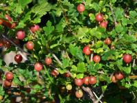 Rote Stachelbeere 'Spinefree' - Ribes uva-crispa 'Spinefree' - 3 L-Container, Liefergre 30/40 cm