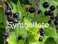 Schwarze Ribisel/Johannisbeere 'Ben Tirran'(S) - Ribes nigrum 'Ben Tirran'(S) - 5 L-Container, Liefergre 60/80 cm