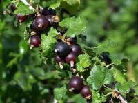 Jostabeere - Ribes nigrum 'Jostabeere' - 5 L-Container, Liefergre 60/80 cm