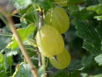 Grne Stachelbeere 'Mucurines' - Ribes uva-crispa 'Mucurines' - 5 L-Container, Liefergre 60/80 cm