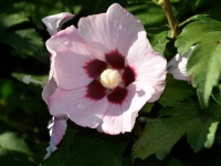 Garteneibisch 'Mathilda' - Hibiscus syriacus 'Mathilda' - 3 L-Container, Liefergre 40/60 cm