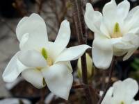 Yulan-Magnolie 'Double Diamont' - Magnolia denudata 'Double Diamont' - 3 L-Container, Liefergre 80/100 cm