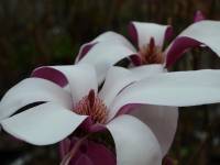 Purpurmagnolie 'Royal Crown' - Magnolia liliflora 'Royal Crown' - 3 L-Container, Liefergre 80/100 cm