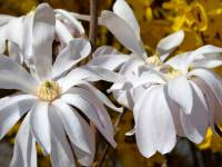 Sternmagnolie 'Rosea' - Magnolia stellata 'Rosea' - 4 L-Container, Liefergre 80/100 cm