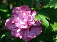 Hibiskus 'Duc de Brabant' - Hibiscus syriacus 'Duc de Brabant' - 3 L-Container, Liefergre 40/60 cm