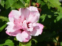 Hibiskus 'Lady Stanley' - Hibiscus syriacus 'Lady Stanley' - 3 L-Container, Liefergre 40/60 cm