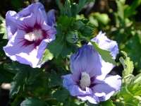 Hibiskus 'Marina' - Hibiscus syriacus 'Marina' - 3 L-Container, Liefergre 60/80 cm