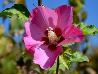 Hibiskus 'Woodbridge' - Hibiscus syriacus 'Woodbridge' - 3 L-Container, Liefergre 80/100 cm