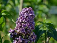 Zweifarbiger Edelflieder 'Sensation' - Syringa vulgaris 'Sensation' - 3 L-Container, Liefergre 60/80 cm