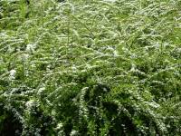 Weie Rispenspiere 'Grefsheim' - Spiraea cinerea 'Grefsheim' - 3 L-Container, Liefergre 60/80 cm