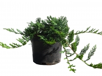 Blauer Teppichwacholder 'Glauca' - Juniperus horizontalis 'Glauca' - 2,5 L-Container, Liefergre 20/30 cm