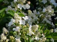 Rispenhortensie 'Diamant Rouge' - Hydrangea paniculata 'Diamant Rouge' - 3 L-Container, Liefergre 40/60 cm