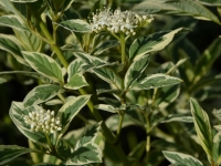 Gelbrindiger Hartriegel 'White Gold' - Cornus sericea 'White Gold' - 7,5 L-Container, Liefergre 100/125 cm