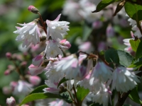 Gefllter Maiblumenstrauch 'Codsall Pink' - Deutzia scabra 'Codsall Pink' - 7,5 L-Container, Liefergre 100/150 cm