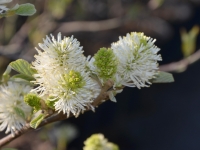 Groer Federbuschstrauch - Fothergilla major - 3 L-Container, Liefergre 40/60 cm