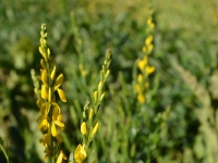 Frberginster 'Royal Gold' - Genista tinctoria 'Royal Gold' - 3 L-Container, Liefergre 80/100 cm