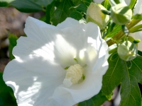 Hibiskus 'William R. Smith' - Hibiscus syriacus 'William R. Smith' - 3 L-Container, Liefergre 60/80 cm