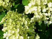 Rispenhortensie 'Bobo' - Hydrangea paniculata 'Bobo' - 3 L-Container, Liefergre 40/60 cm