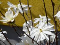 Sternmagnolie 'Royal Star' - Magnolia stellata 'Royal Star'- 3 L-Container, Liefergre 100/125 cm