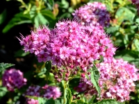 Zwergspiere 'Neon Flash' - Spiraea japonica 'Neon Flash' - 3 L-Container