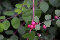 Schneebeere/Purpurbeere 'Hancock' - Symphoricarpos chenaultii 'Hancock' - 2 L-Container, Liefergre 40/60 cm