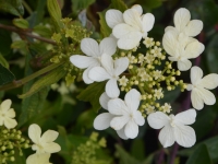 Japanischer Schneeball 'Watanabe' - Viburnum plicatum 'Watanabe' - 3 L-Container, Liefergre 60/80 cm