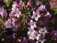 Weigelie 'Giras' - Weigela florida 'Giras' - 7,5 L-Container, Liefergre 80/100 cm