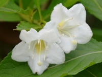 Weigelie 'Snowflake' - Weigela Hybr. 'Snowflake' - 10 L-Container, Liefergre 80/100 cm