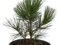 Schlangenhautkiefer - Pinus heldreichii var. leucodermis - 4 L-Container, Liefergre 40/60 cm