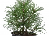 Bergkiefer - Pinus mugo - 3 L-Container, Liefergre 20/30 cm