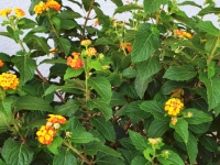 Wandelrschen - Lantana camara - 5 L-Container, Liefergre 40/60 cm