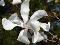 Groe Sternmagnolie 'Merril' - Magnolia loebneri 'Merril' - 3-4 L-Container, Liefergre 80/100 cm