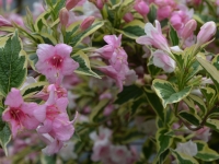 Weigelie 'Variegata' - Weigela florida 'Variegata' - 10 L-Contianer, Liefergre 100/150 cm