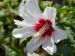 Hibiskus 'Monstrosus' - Hibiscus syriacus 'Monstrosus' - 3 L-Container, Liefergre 60/80 cm