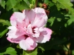 Hibiskus 'Lady Stanley' - Hibiscus syriacus 'Lady Stanley' - 3 L-Container, Liefergre 60/80 cm