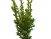 Goldende Straucheibe 'Semperaurea' - Taxus baccata 'Semperaurea' - 3 L-Container, Liefergre 40/50 cm